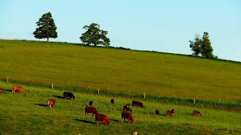 Limousin cattle, grazing, Ontario, Canada, 