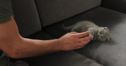 Young man playing with cute tabby baby scottish fold gray kitten. Funny cheeky beautiful and fluffy grey scottish fold cat bite and fight to person. Lovely kitty-cat pet.