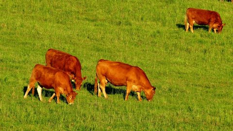 Limousin cattle, Ontario, Canada,  four brown cattle grazing
