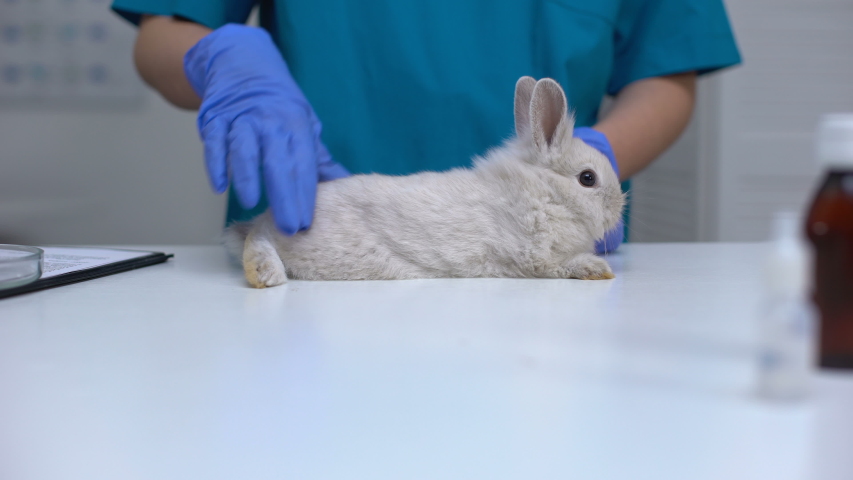 rabbit specialist vet