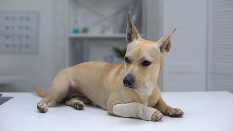 Injured dog with wrapped paw lying on animal clinic table, first aid for pets