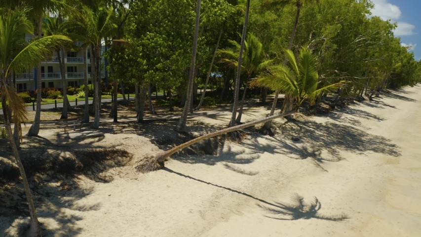 Aerial, a crooked palm tree and a view on tropical Clifton Beach in Cairns, Queensland, Australia
