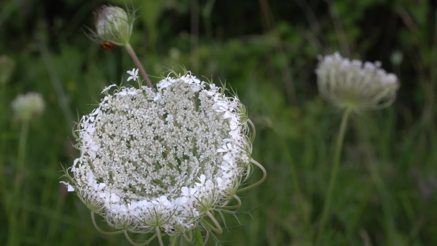 РђРјРјРё Daucus carota dara