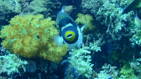 Underwater footage of clown triggerfish (Balistoides conspicillum) swimming over healthy coral reef, Komodo National Park, Indonesia. The camera is following the fish.