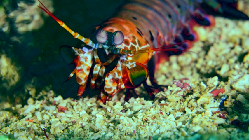 Underwater footage of peacock or harlequin smashing mantis shrimp (Odontodactylus scyllarus) moving under a bit of coral, Komodo National Park, Indonesia. The camera is staying as still as possible.sh