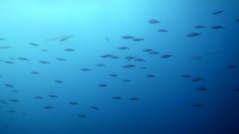 Underwater footage of neon fusiliers (Pterocaesio tile) swimming in blue water with a great barracuda and 3 giant trevallies in the background, Komodo National Park, Indonesia. The camera is staying a