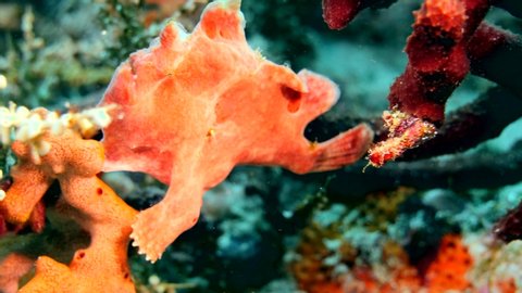 Underwater footage of orange frogfish with only the mouth moving laying on sponges and coral, Komodo National Park, Indonesia. The camera is staying as still as possible.