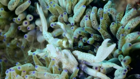 Underwater footage of spotted porcelain crab (Neopetrolisthes maculatus) staying still over the tentacles of its anemone and extending its arms to catch food, Komodo National Park, Indonesia. The came
