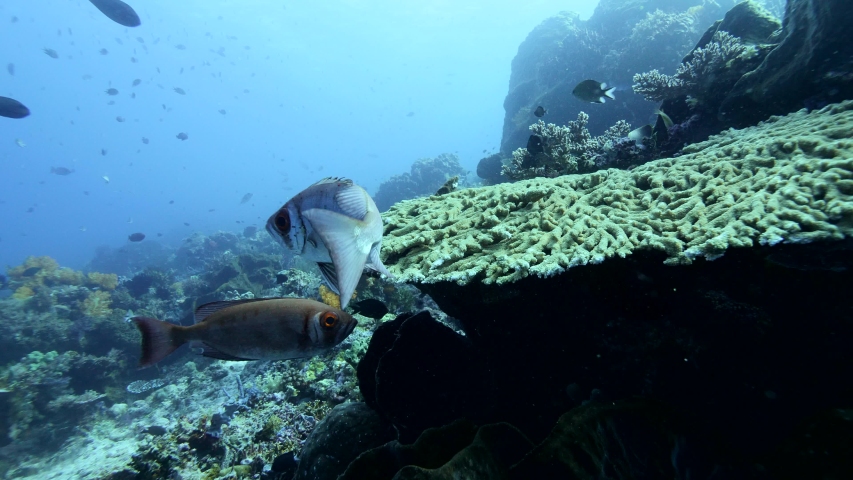 Underwater footage of a crescent-tail bigeye (Priacanthus hamrur) swimming away then towards table coral, Komodo National Park, Indonesia. The camera is slowly going sideway away from the table coral.