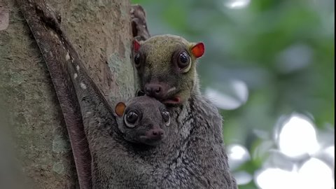 Colugo family with baby portrait close up