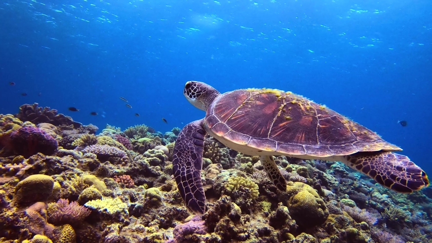 Close Up Of Green Turtle Swimming Over Colourful Coral Reef With School of Fish in Background | Shutterstock HD Video #1033527251