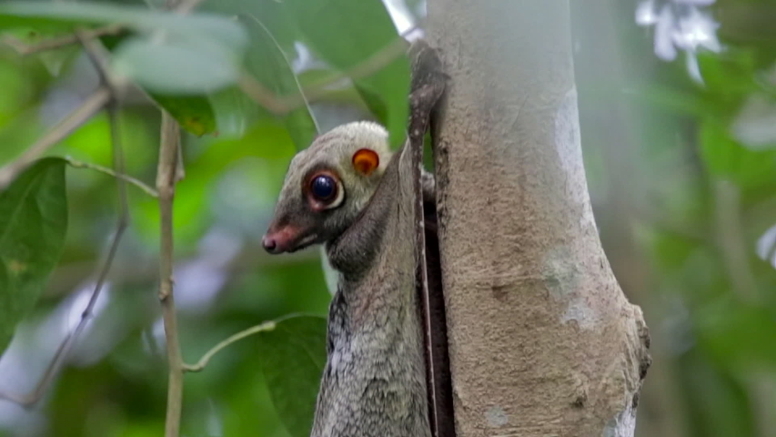 Adult colugo turning its head