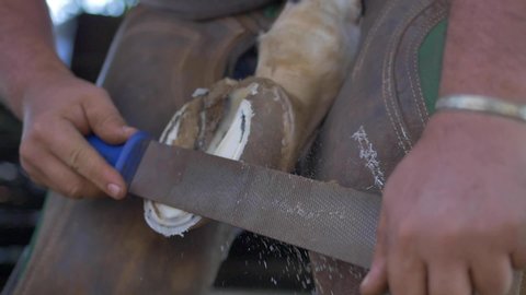 Slow motion of blacksmith preparing horse for new horseshoe 