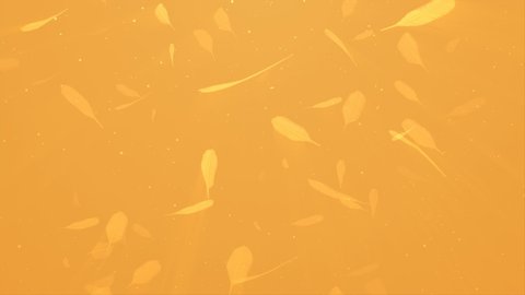 4k Animation of flying gold feathers. 