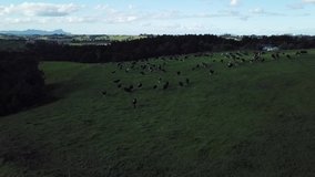 Aerial footage of a beef and dairy farm in New Zealand. 
