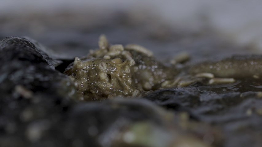 Plgue and sickness death close uo. Fly larva maggots feeding on dead animal. Carcass of a rotting decomposing mammal. Forensic science.