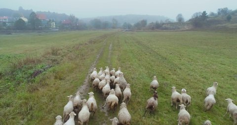 aerial view of herding sheep in a field