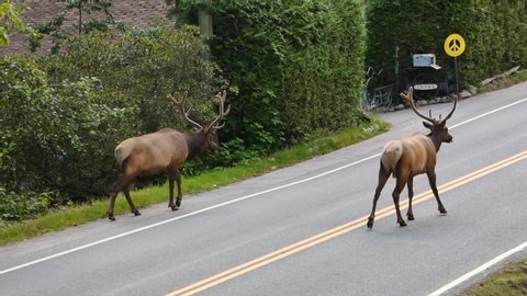 Elk with antlers on road in small town Canada