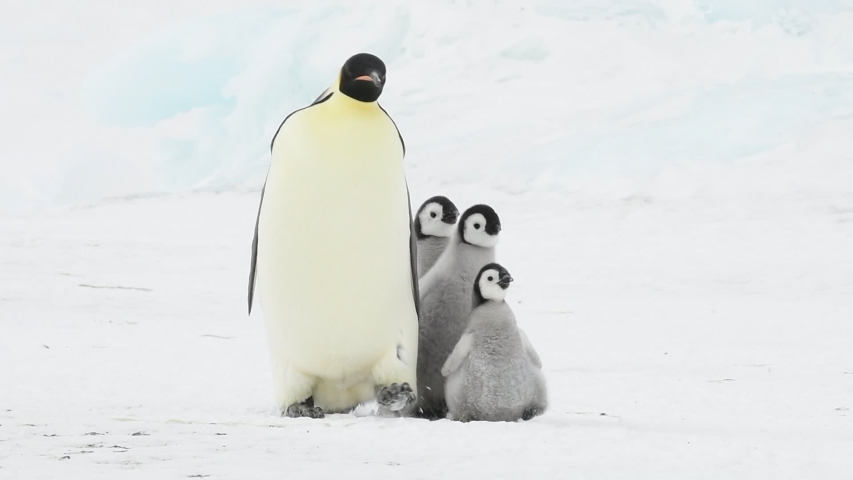 Emperor Penguin with two chicks in Antarctica