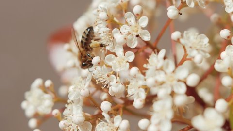 Astonishing close-up shot of a small bee collecting some nectar and pollen from an elderflower.