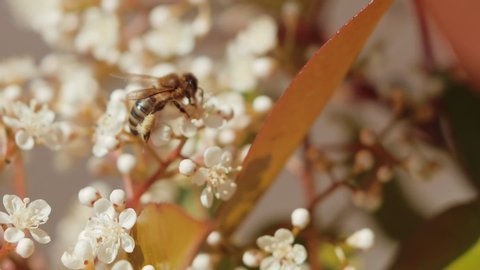 Amazing close-up shot of one small bee trying to collect some nectar and pollen from a white elderflower.