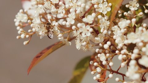 Great medium shot of a bee gathering some nectar and pollen from a white elderflower.