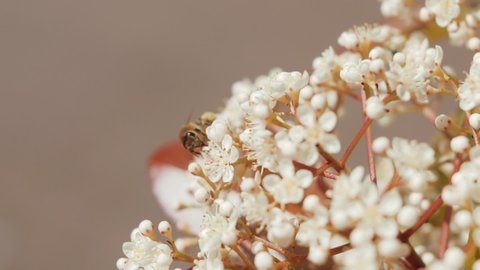 Astonishing close-up shot of one bee collecting some nectar and pollen from a white elderflower.