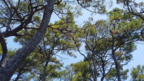 A tilting camera clip from Aegean pine forests taken in the spring. Shot and presented at 60 fps
