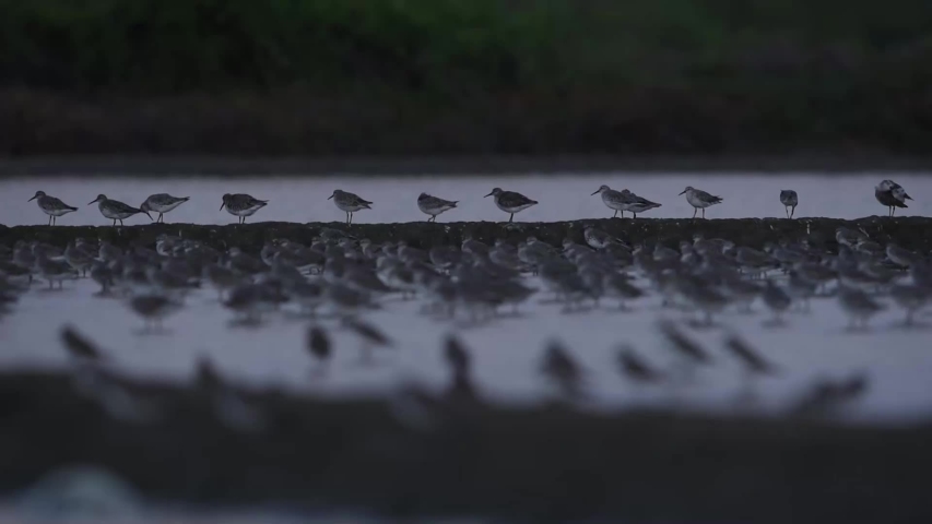 Many the Shorebird preen the feathers in the salt farm. At Laem Phak Bia, Gulf of Thailand, Phetchaburi, Thailand. 