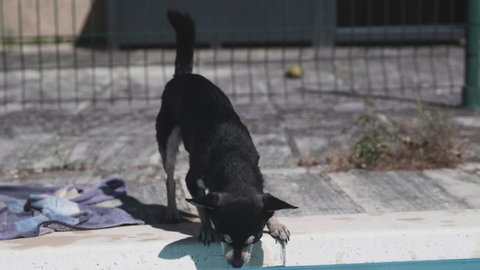 Chihuahua playing at the edge of the pool trying to capture drops of water, in slowmotion