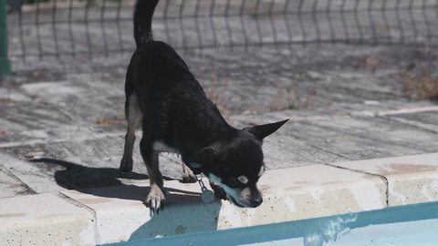 Adorable chihuahua playing with water on the edge of a pool filmed in slowmotion