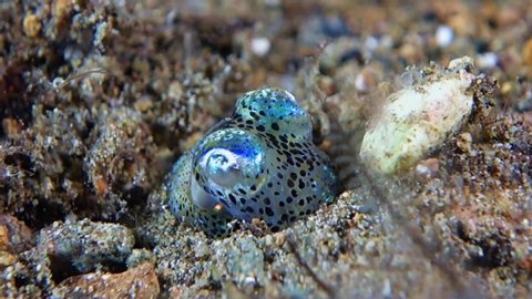 Close-up. A small Berry's Bobtail Squid buried in the sand. Only his eyes are visible. He pushes sand and stones on his head with his front tentacles, trying to completely get to his feet. Philippines