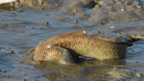 The Mudskipper spread widely along the muddy seashore and mangrove forests. at Khok Kham of Samut sakhon province, Thailand's sea salt production source.