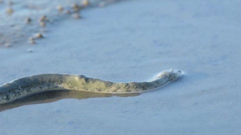 The Dog-faced water snake Living in shallow waters of mangroves.Snakes slither . at Khok Kham of Samut sakhon province, Thailand's sea salt production source.