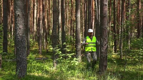 A forest engineer works in the forest with a measuring tool. A forester in a red helmet and a red vest.