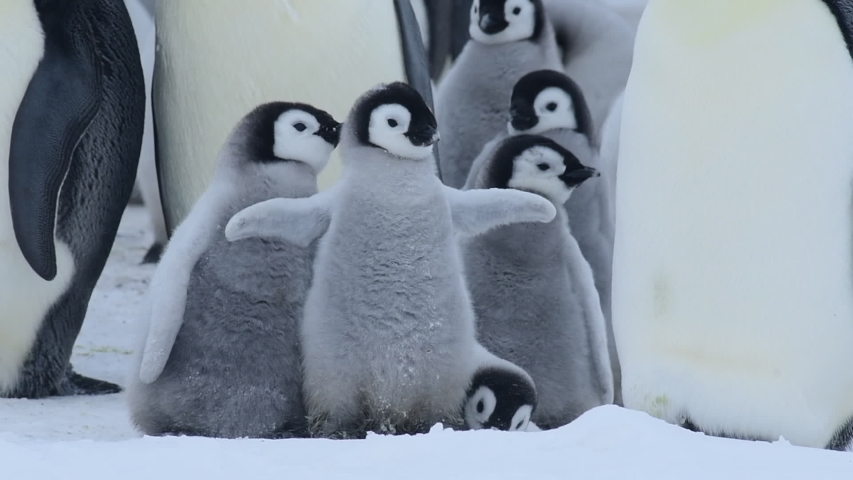 Emperor Penguin chicks ,Aptenodytes forsteri, on the ice Royalty-Free Stock Footage #1033554992