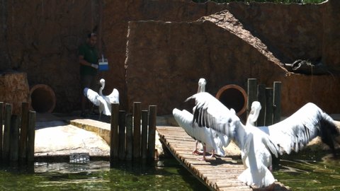 Lisbon, Portugal - July 18, 2019: Zookeeper feeds pelicans at Lisbon Zoo, Portugal
