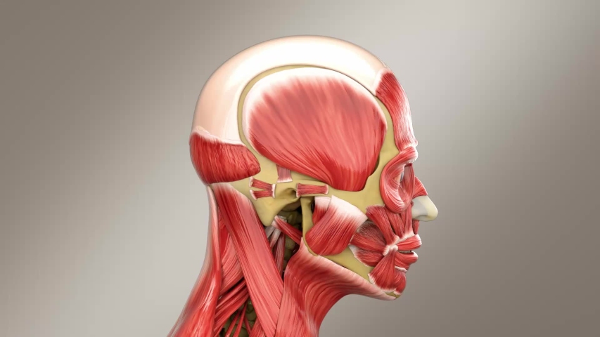 Human Skull Male Head Muscles System Stock Footage Video 100 Royalty Free 1033558763 Shutterstock