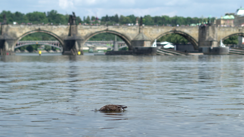 Diving duck on the Vltava river on the background of Charles bridge in Prague.