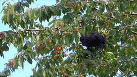 Young Black Crow eating Cherries in Slow Motion - Choosy Bird picking only ripe berries in tree.