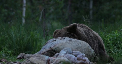 Bear with wild boar pig carcass in Finland. Dangerous animal in nature forest and meadow habitat. Wildlife scene from Finland near Russian border. Big brown bear in the taiga. 