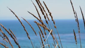 This close up slow motion video shows whimsical green reed plants blowing gently in the wind with a scenic blue ocean in the background.