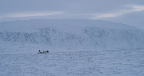 Group of reindeers with a Siberian man with a sleigh have a ride through the snow field in the middle of Arctic tundra.