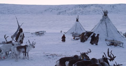 Happy childhood in the middle of Arctic in yurts camp children playing beside the yurts and reindeers. 4k