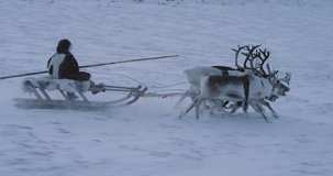 Closeup running fast reindeers and man on a sleigh in the middle of Arctic beautiful capturing video