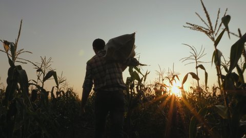 Steadicam shot of young farmer going on the field with a full bag of corn at sunset. Real working process of picking harvest on the organic eco farm, slow motion.