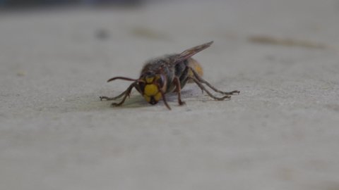 great wasp shot closeup creeps forward