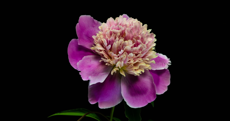 Timelapse of pink peony flower blooming on black background, | Shutterstock HD Video #1033583723