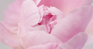 Beautiful pink Peony background. Blooming peony flower open, time lapse, close-up. Wedding backdrop, easter, Valentine's Day concept. 4K UHD video timelapse