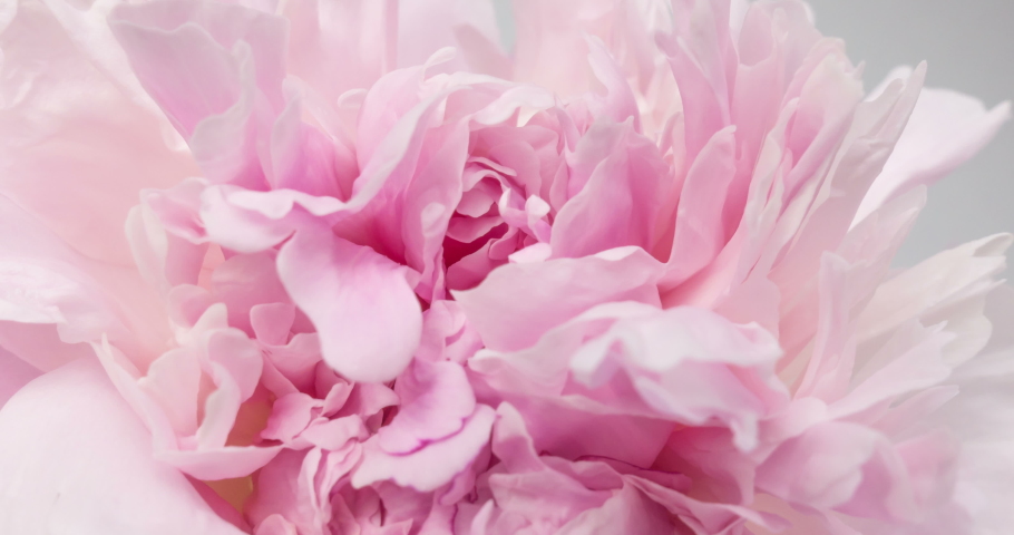 Beautiful pink Peony background. Blooming peony flower open, time lapse, close-up. Wedding backdrop, easter, Valentine's Day concept. 4K UHD video timelapse | Shutterstock HD Video #1033587293